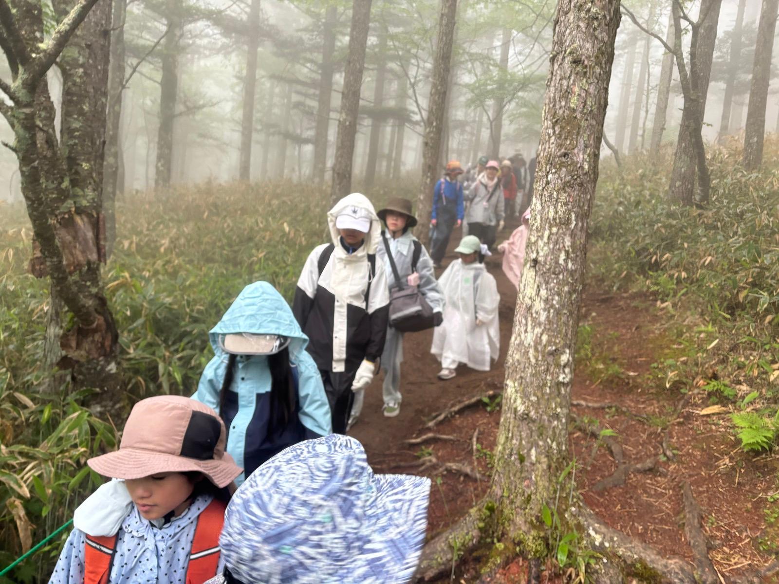 霧に包まれた森の登山道を、レインウェアやポンチョを着た子どもたちが列になって登っていく